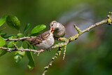 Image. House Sparrow