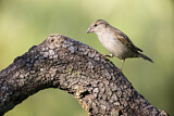 Image. House Sparrow