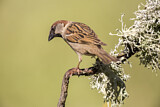 Image. House Sparrow
