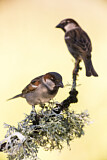 Image. House Sparrow