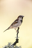 Image. House Sparrow