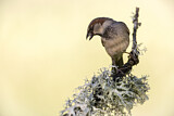 Image. House Sparrow