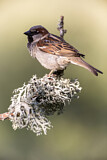 Image. House Sparrow