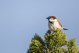 Image. House Sparrow