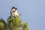 Image. House Sparrow