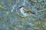 Image. House Sparrow