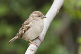Image. House Sparrow