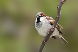 Image. House Sparrow