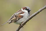Image. House Sparrow