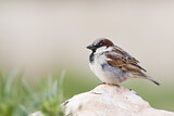Image. House Sparrow