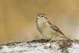 Image. House Sparrow