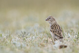 Image. House Sparrow