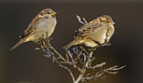 Image. House Sparrow