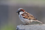 Image. House Sparrow