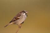 Image. House Sparrow