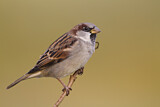 Image. House Sparrow
