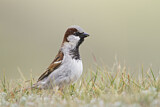 Image. House Sparrow