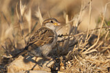 Image. House Sparrow