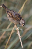 Image. House Sparrow