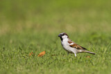 Image. House Sparrow