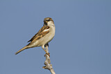 Image. House Sparrow