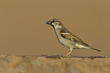 Image. House Sparrow