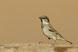 Image. House Sparrow