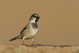 Image. House Sparrow