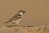 Image. House Sparrow