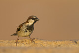 Image. House Sparrow