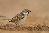 Image. House Sparrow