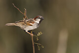 Image. House Sparrow