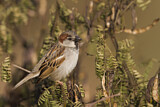 Image. House Sparrow