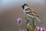 Image. House Sparrow