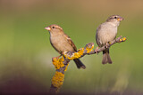 Image. House Sparrow