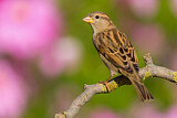 Image. House Sparrow