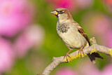 Image. House Sparrow