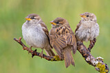 Image. House Sparrow