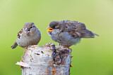 Image. House Sparrow
