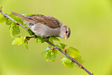Image. House Sparrow