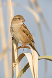 Image. House Sparrow