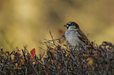Image. House Sparrow