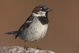 Image. House Sparrow