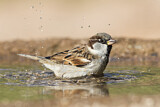 Image. House Sparrow
