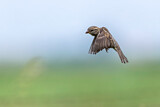 Image. House Sparrow