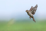 Image. House Sparrow