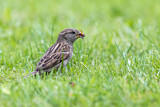 Image. House Sparrow