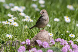 Image. House Sparrow