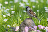 Image. House Sparrow