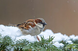 Image. House Sparrow